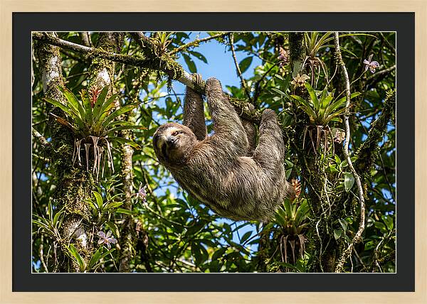 Sloth In A Tropical Embrace