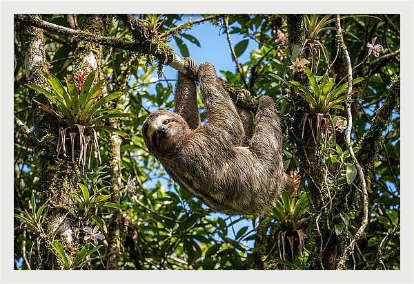 Sloth In A Tropical Embrace
