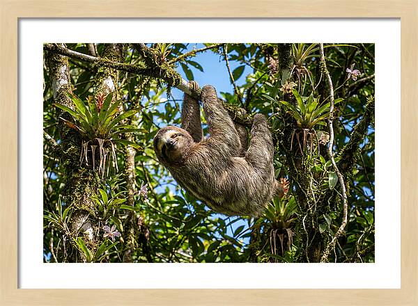 Sloth In A Tropical Embrace