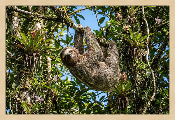 Sloth In A Tropical Embrace