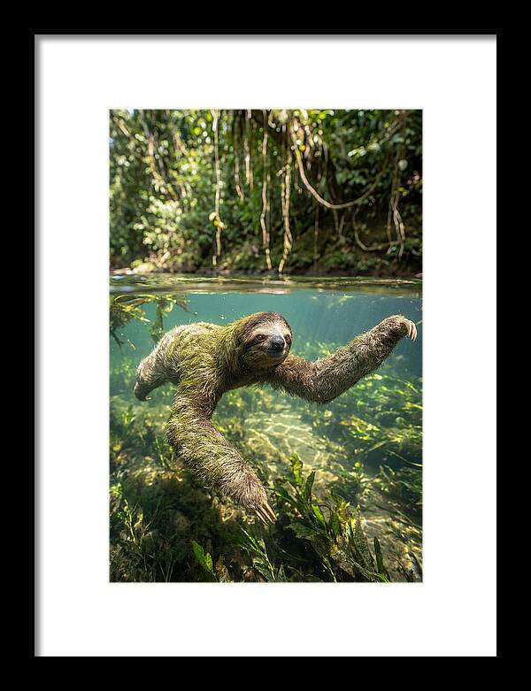 Sloth Swimming Gracefully