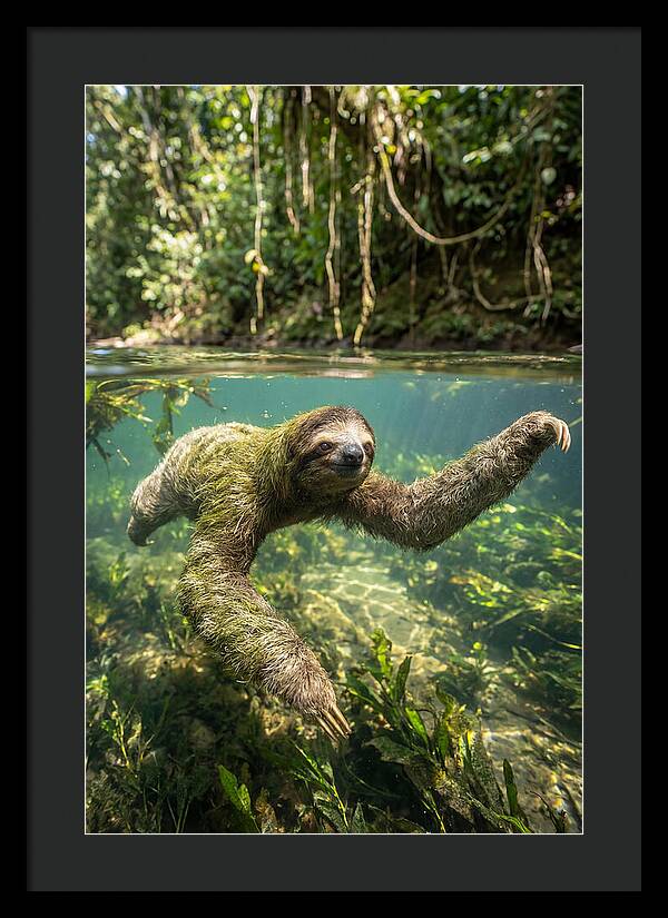 Sloth Swimming Gracefully