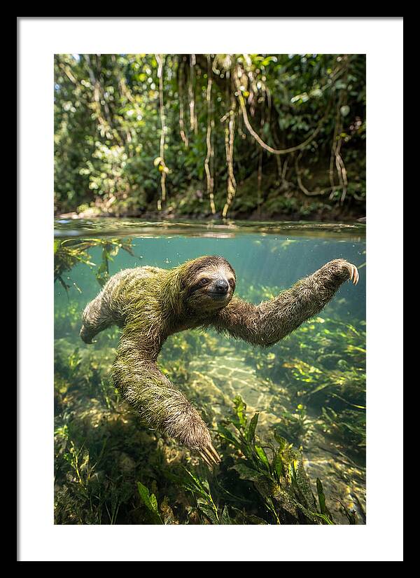 Sloth Swimming Gracefully