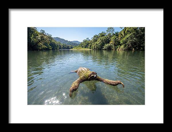 Sloth Swimming In Tranquil Waters