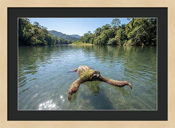 Sloth Swimming In Tranquil Waters