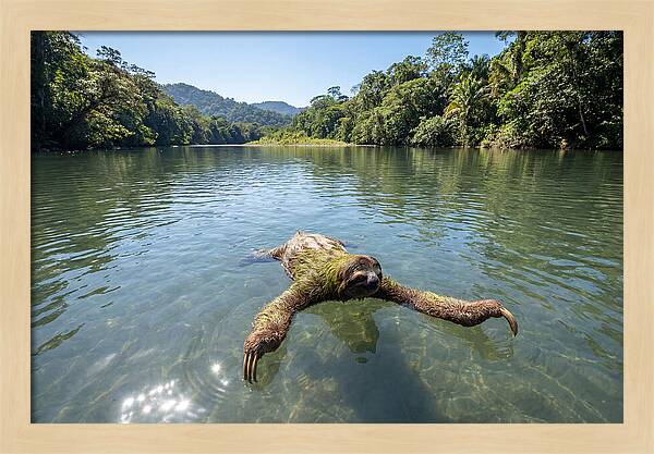 Sloth Swimming In Tranquil Waters