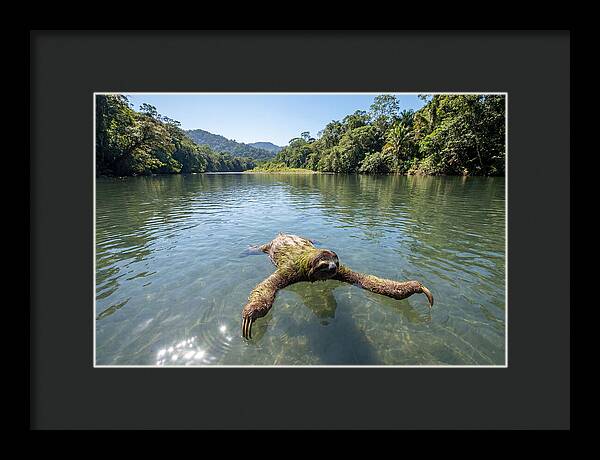 Sloth Swimming In Tranquil Waters