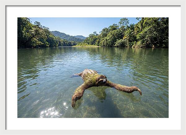 Sloth Swimming In Tranquil Waters