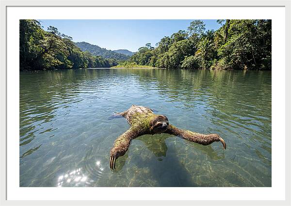 Sloth Swimming In Tranquil Waters