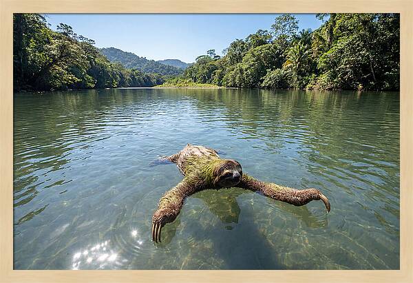 Sloth Swimming In Tranquil Waters