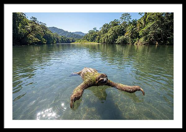 Sloth Swimming In Tranquil Waters