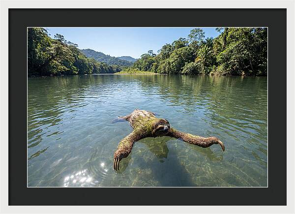Sloth Swimming In Tranquil Waters