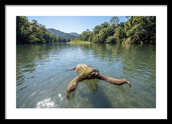 Sloth Swimming In Tranquil Waters