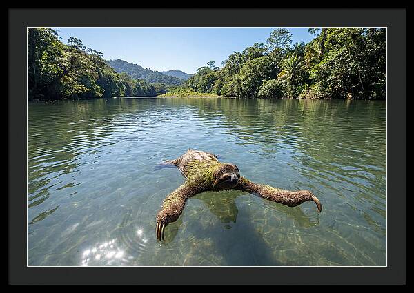 Sloth Swimming In Tranquil Waters