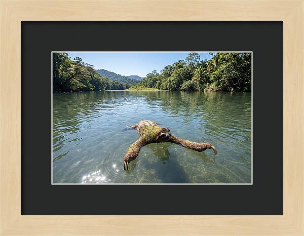 Sloth Swimming In Tranquil Waters