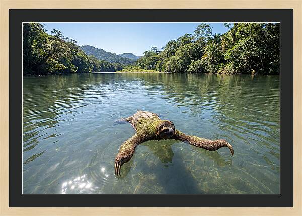 Sloth Swimming In Tranquil Waters
