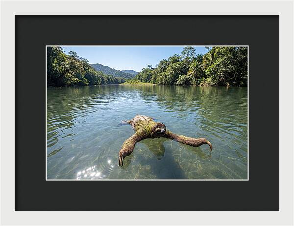 Sloth Swimming In Tranquil Waters
