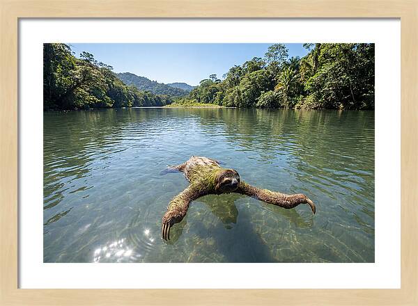 Sloth Swimming In Tranquil Waters
