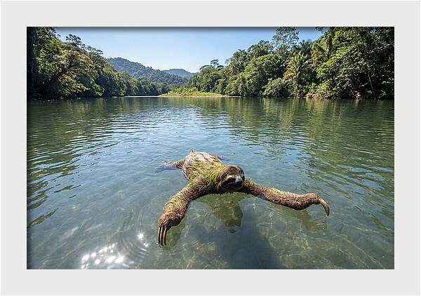 Sloth Swimming In Tranquil Waters