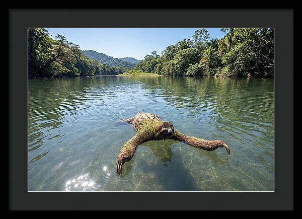 Sloth Swimming In Tranquil Waters