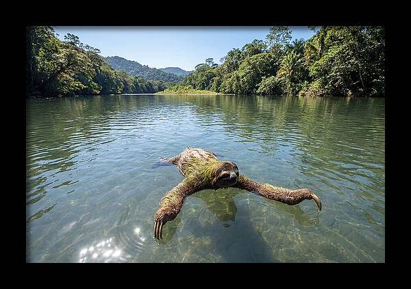Sloth Swimming In Tranquil Waters