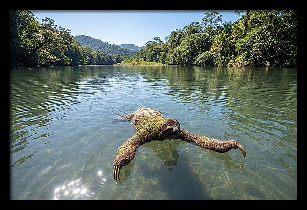 Sloth Swimming In Tranquil Waters