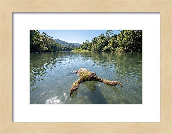 Sloth Swimming In Tranquil Waters