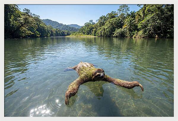 Sloth Swimming In Tranquil Waters