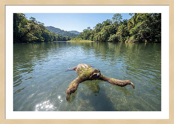 Sloth Swimming In Tranquil Waters