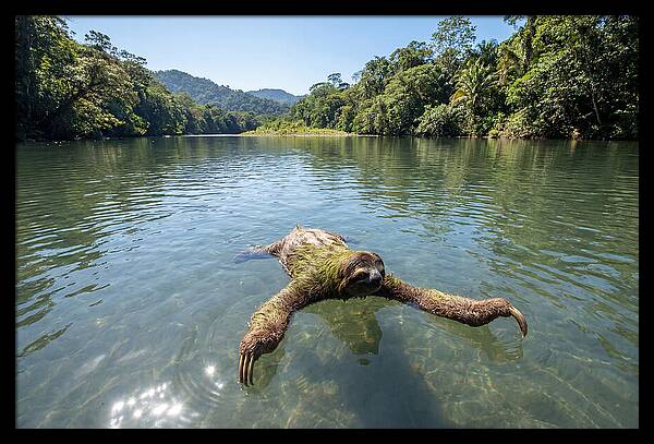 Sloth Swimming In Tranquil Waters