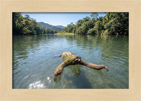 Sloth Swimming In Tranquil Waters