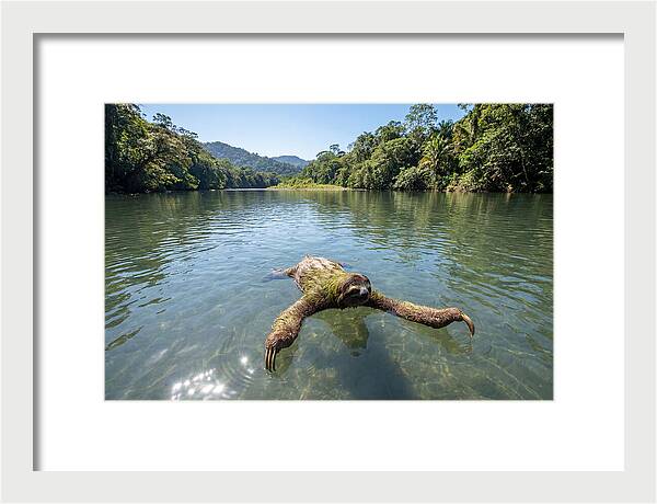 Sloth Swimming In Tranquil Waters