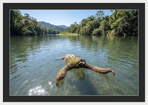 Sloth Swimming In Tranquil Waters
