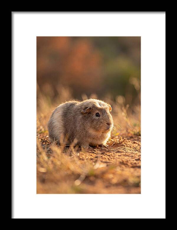 Small Guinea Pig In Nature