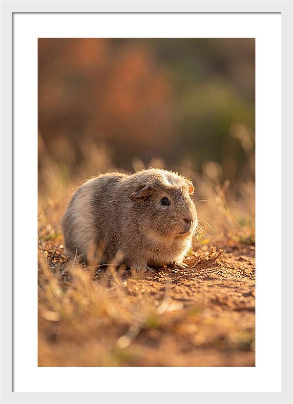 Small Guinea Pig In Nature