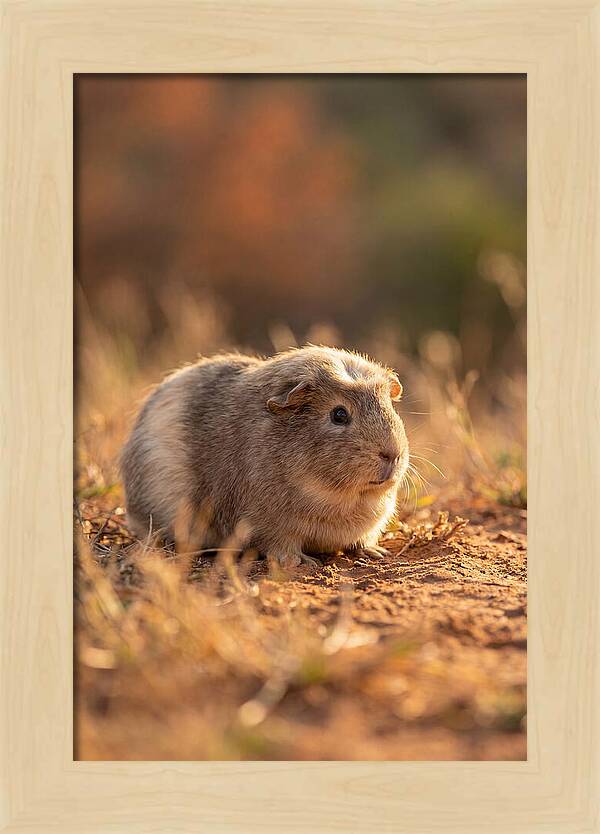 Small Guinea Pig In Nature