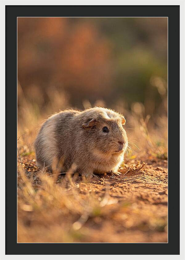 Small Guinea Pig In Nature