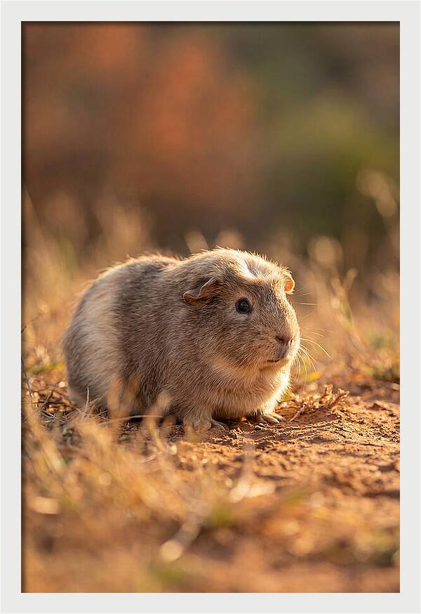 Small Guinea Pig In Nature
