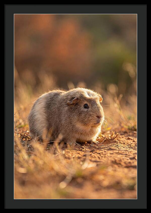 Small Guinea Pig In Nature