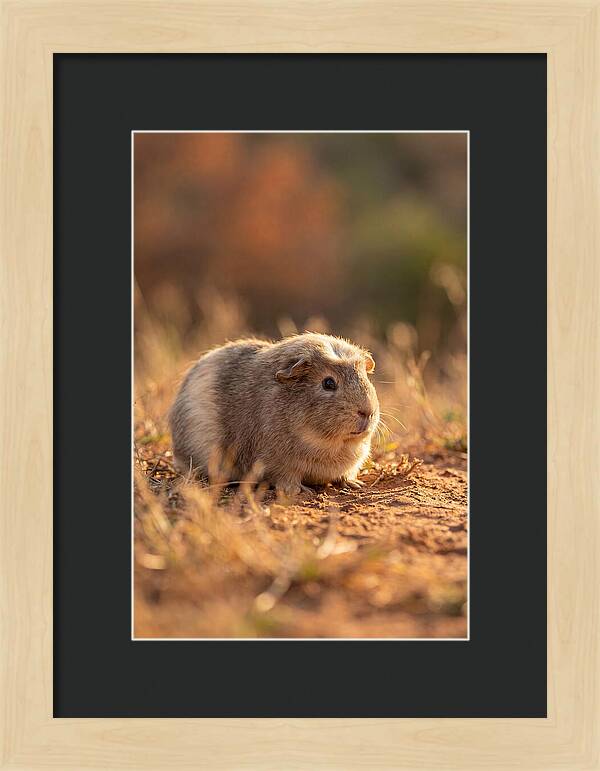 Small Guinea Pig In Nature
