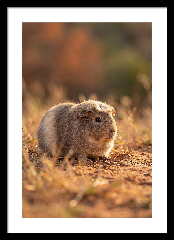 Small Guinea Pig In Nature