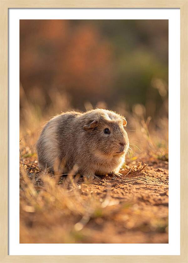 Small Guinea Pig In Nature