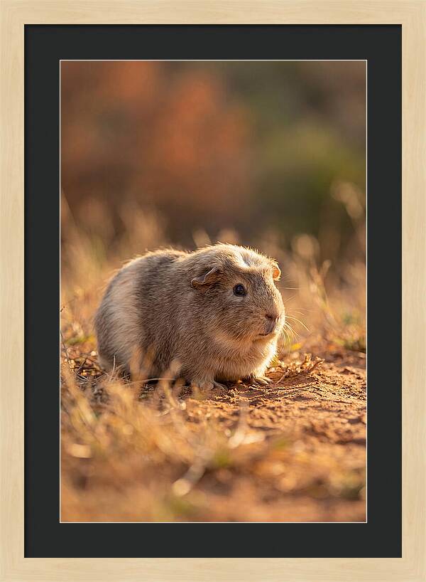 Small Guinea Pig In Nature