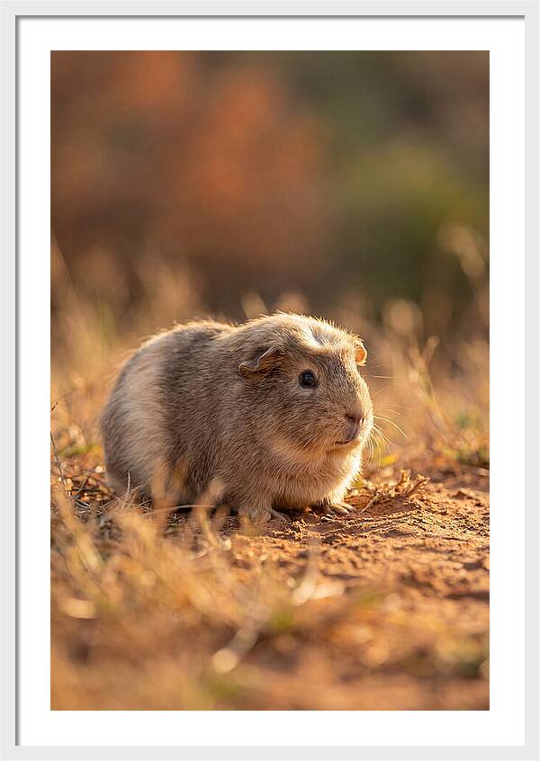 Small Guinea Pig In Nature
