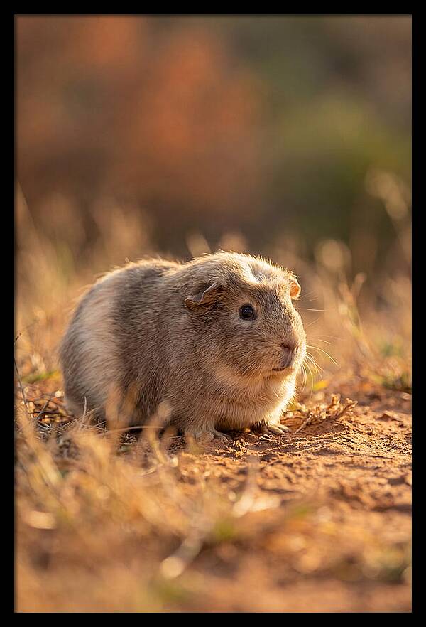 Small Guinea Pig In Nature