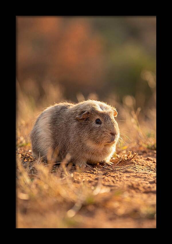 Small Guinea Pig In Nature