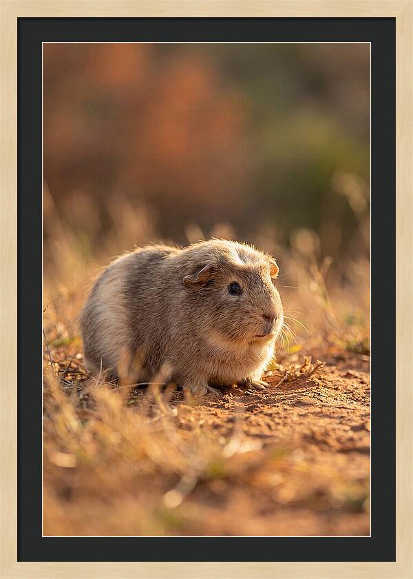 Small Guinea Pig In Nature