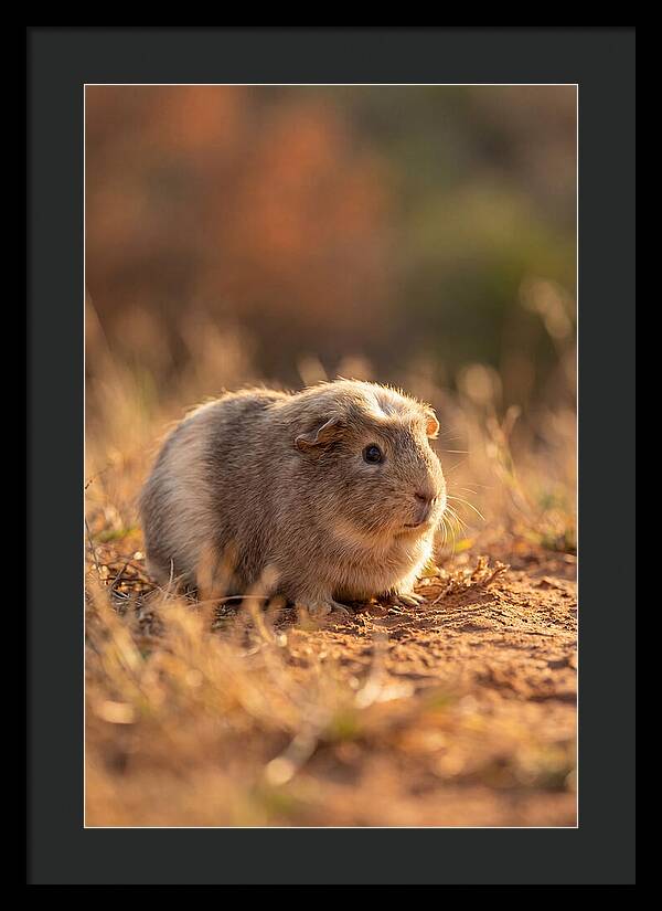 Small Guinea Pig In Nature