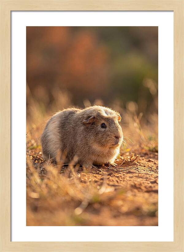 Small Guinea Pig In Nature