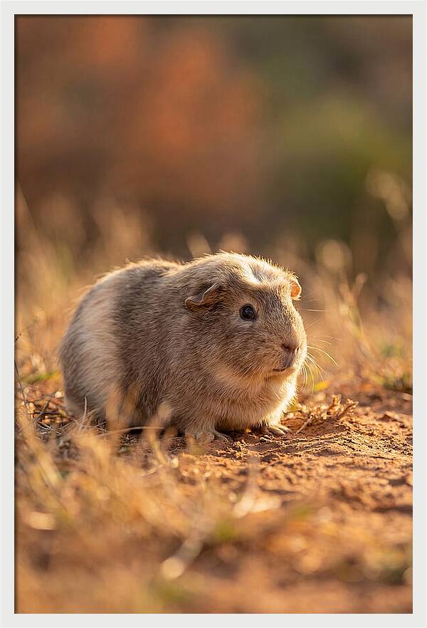 Small Guinea Pig In Nature